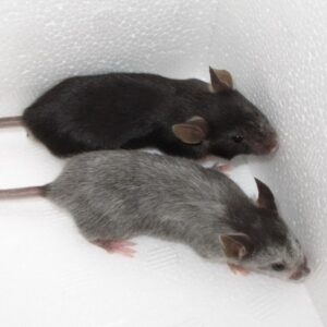 Picture of wild-type mouse and graying mouse