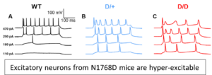 A figure showing D/+ hyperexcitability in the N1768D mouse
