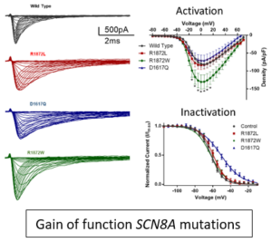 A figure showing different gain-of-function Scn8a mutations