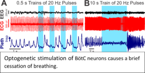 A figure showing that optogenetic stimulation of BotC neurons leads to cessation of breathing.
