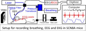 A figure showing the setup to record breathing, EEG, and EKG in mice.