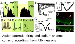 A figure showing firing and sodium channel recordings in RTN neurons.