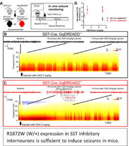 A figure showing that GqDREADD activation of SST interneurons is sufficient to induce a seizure.