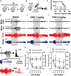 Clozapine-N-Oxide (CNO) suppresses cortical ictal activity but not apnea associated with audiogenic seizures