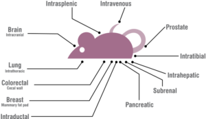 Mouse Orthotopic Tumor Model Options Graphic:  Pancreas, Ovary, Intraperitoneal, Tongue, and Kidney