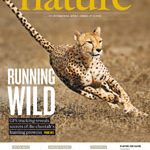 RIP1-Driven Autoinflammation -Nature Cover Page