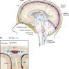 Image of lymphatic vessel drainage in the brain