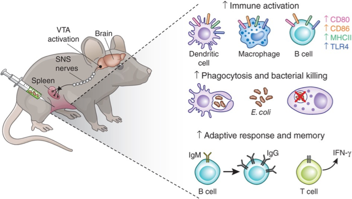 Medicine Published Paper! Neuroscience