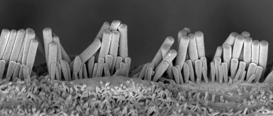 UVA Jung-Bum Shin - picture of hair cell cillia