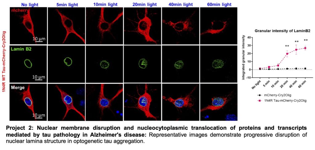 Lulu Jiang nuclear membrane disruption