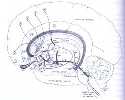 ocd1