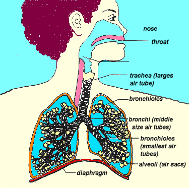 asthma1