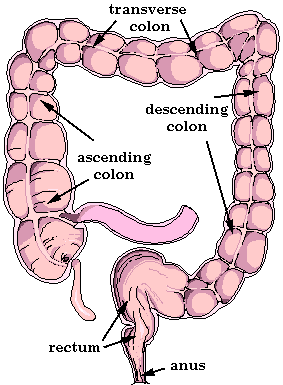 diagram of colon