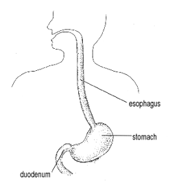 esophagus and stomach