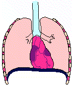 diagram of normal breath
