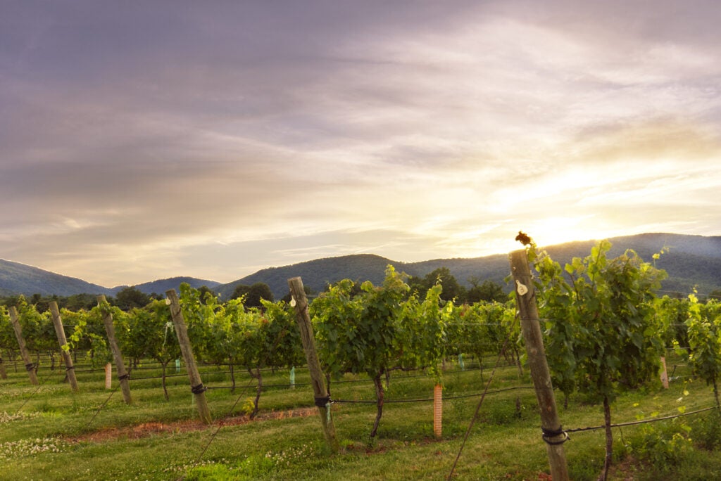 Central Virginia winery at dusk mid-summer