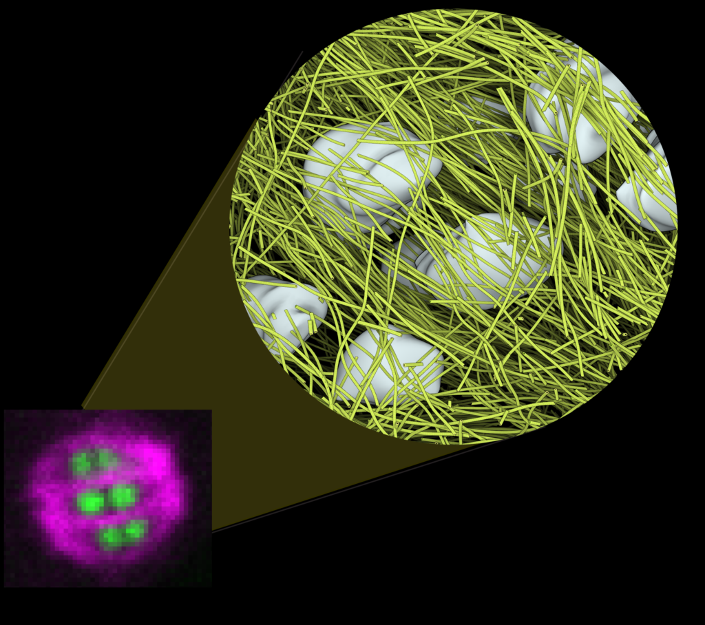 Spindle assembly during meiosis in C. elegans and Mouse - Dr. Stefanie ...