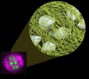 chromosome segregation in oocyte meiosis