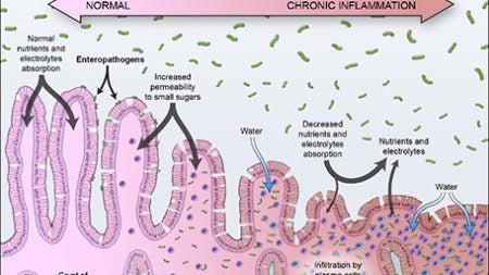 A cartoon of the intestine with small bacteria and signaling molecules.