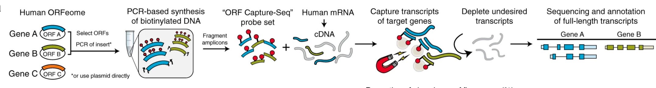 ORFCapture-Seq table
