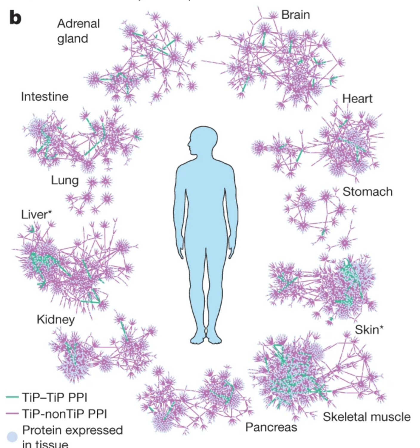 Human PPIs