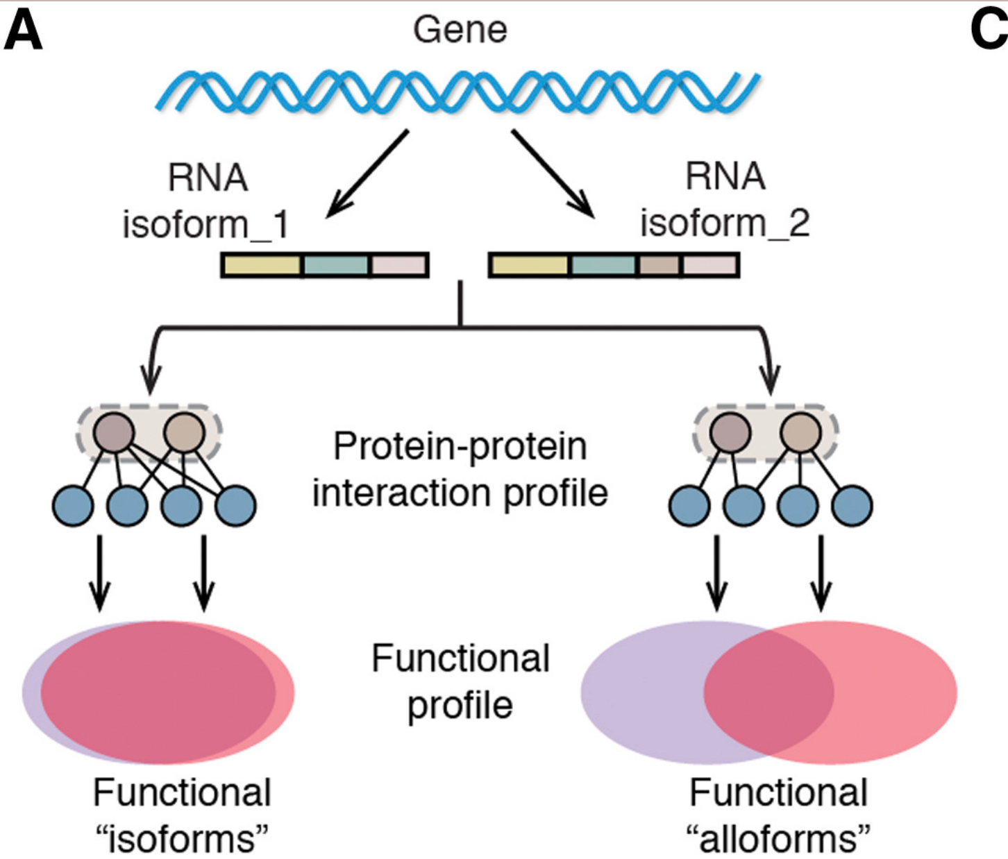 Isoform profiling
