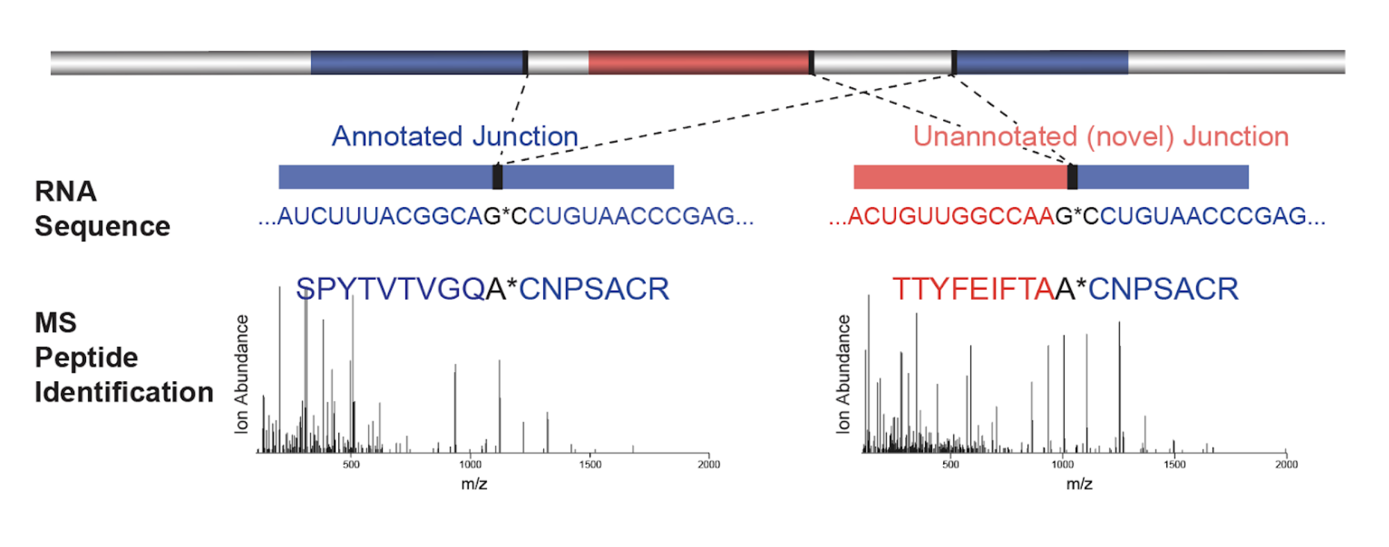 Splice junction peptides