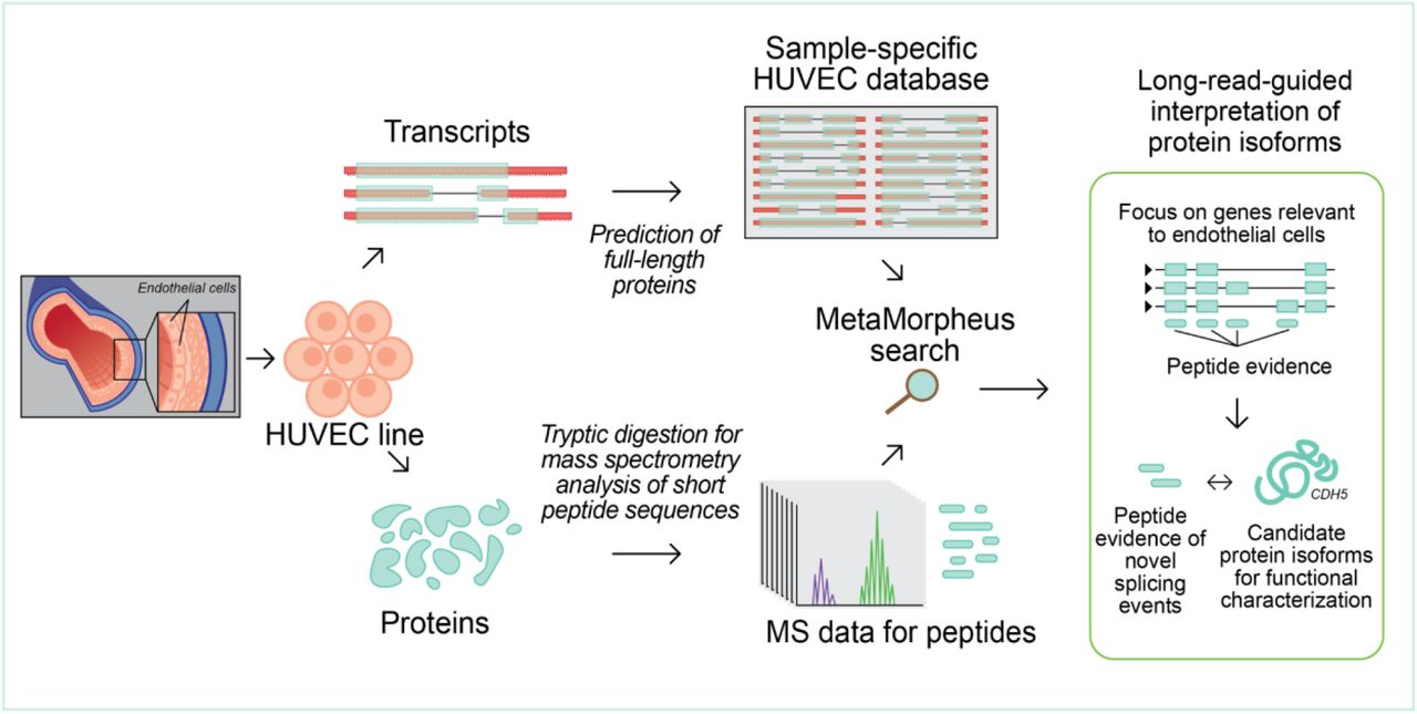 HUVEC paper