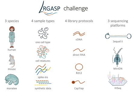 LRGASP graph