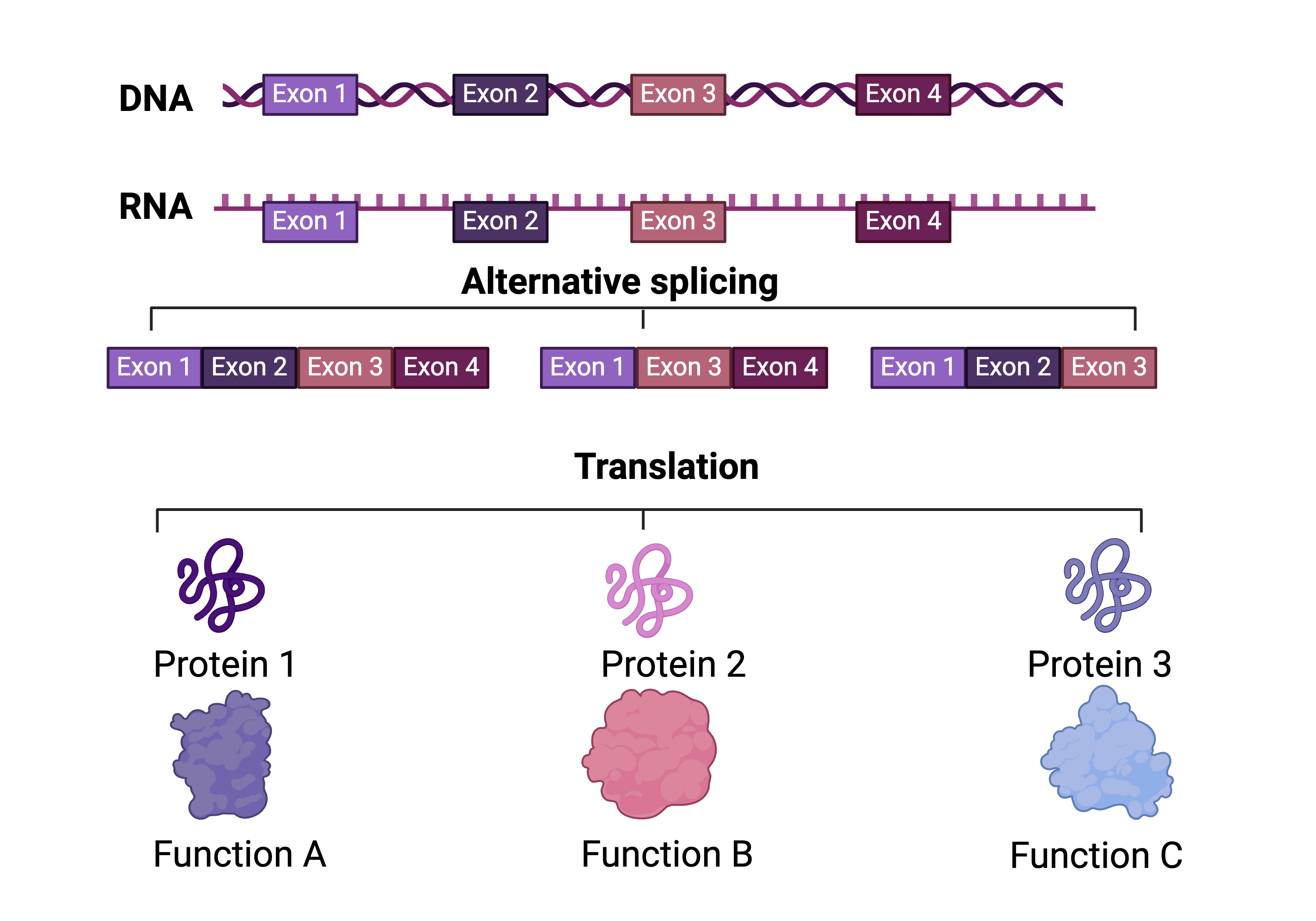 The transcriptome and the human genome