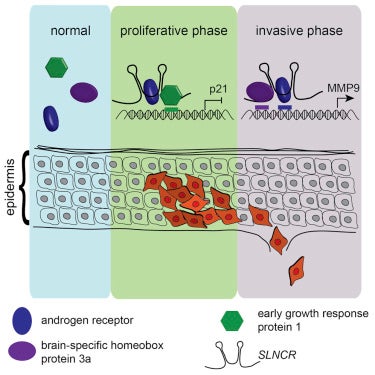 Schmidt et al. 2019. Fig 1