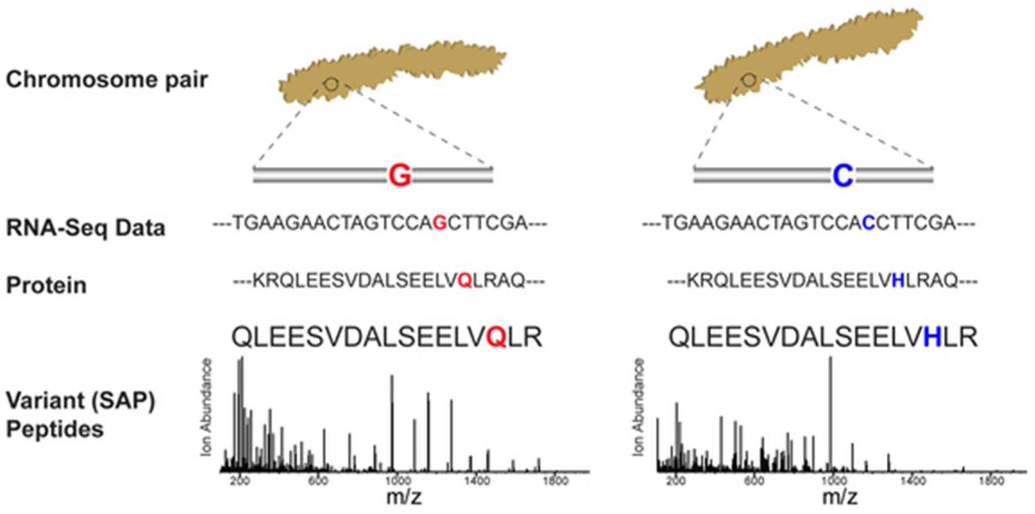 Sheynkman et al. 2013 Abstract