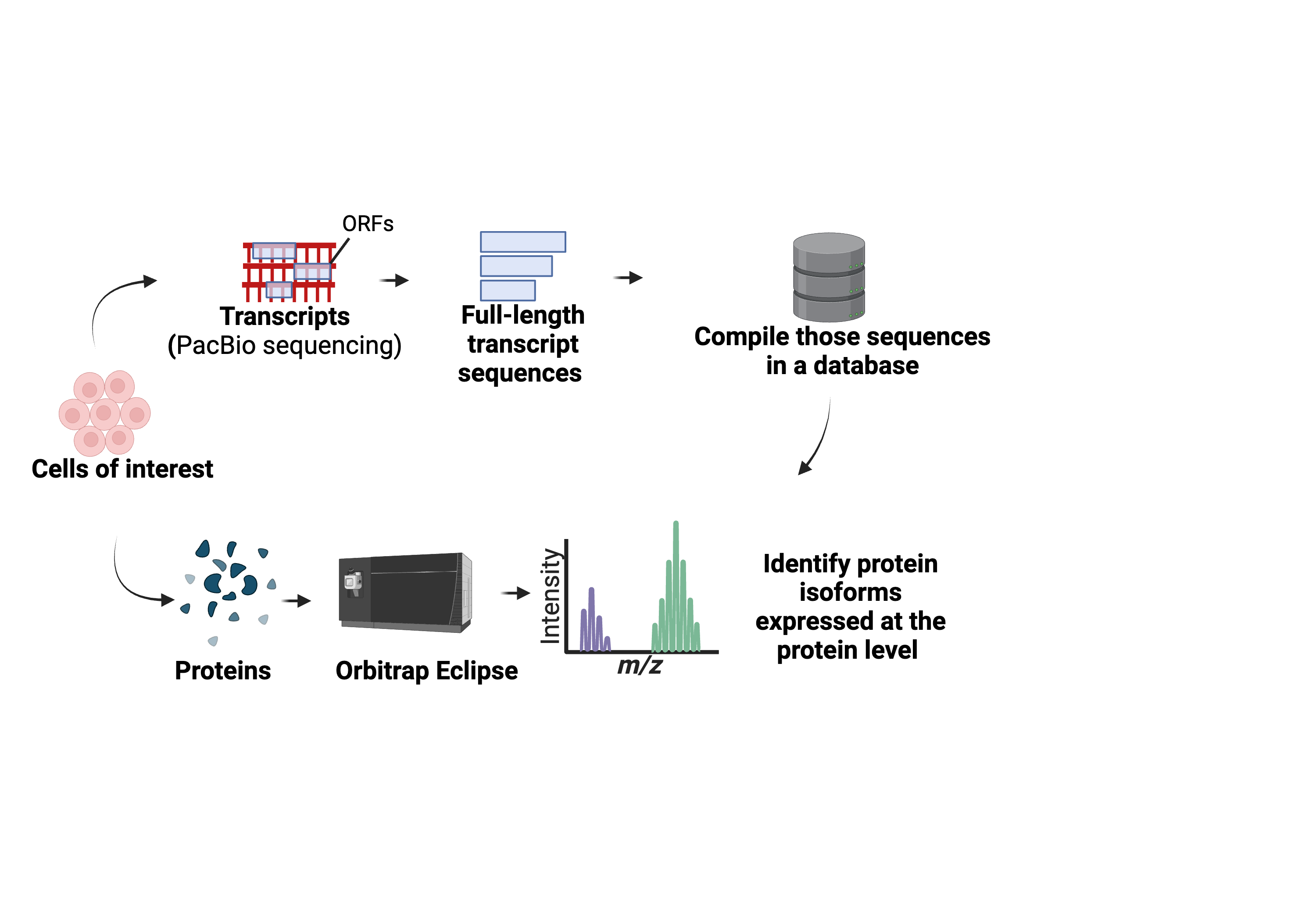 Development of an integrated long-read proteogenomic approach leveraging long-read RNA-sequencing and mass-spectrometry based proteomics to characterize isoforms across the transcriptome 