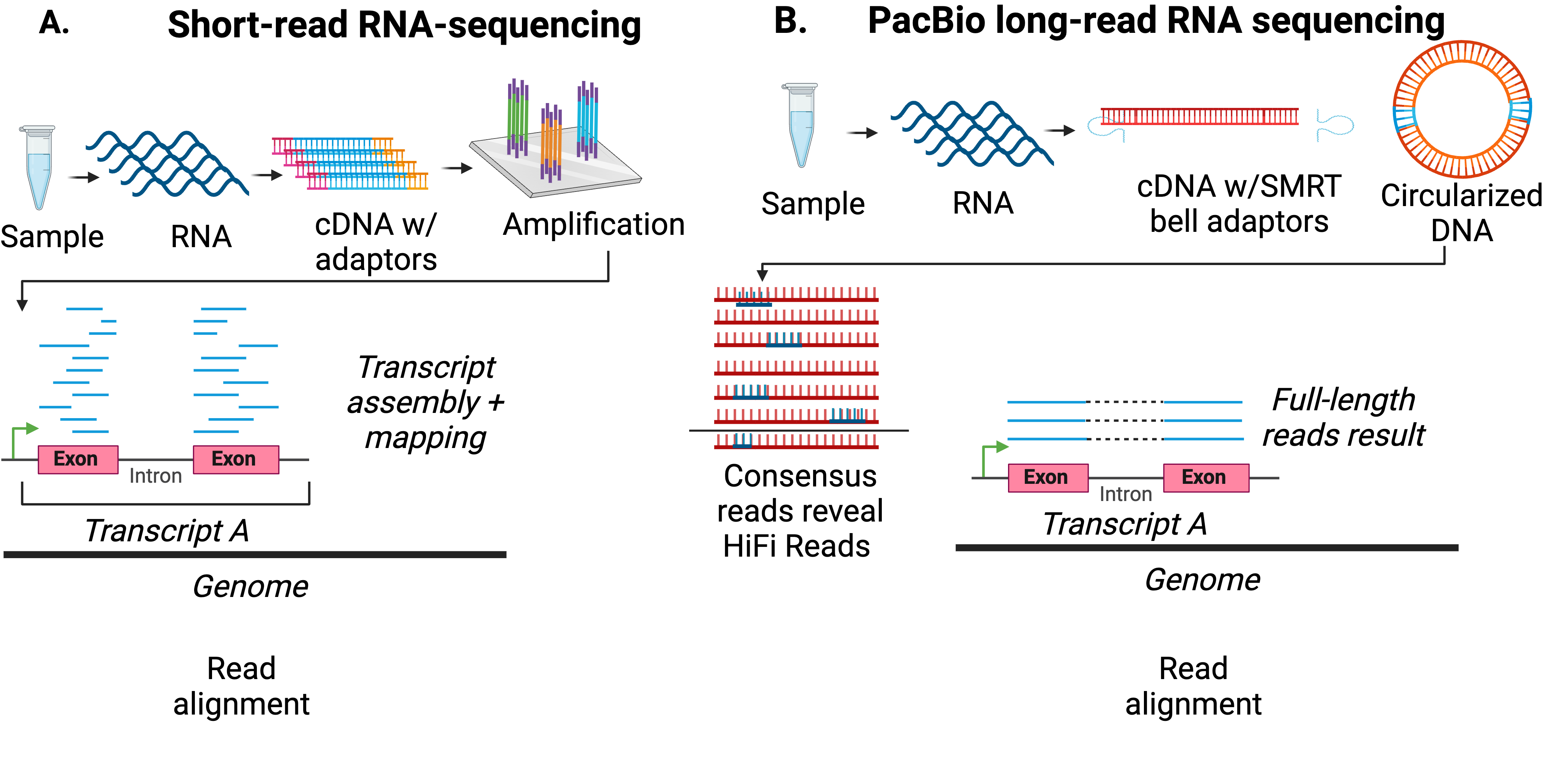 Capturing isoforms and splicing events 