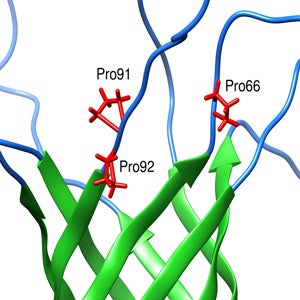Proline rich region in NMR structure of P. aeruginosa OprG contributes to transport of small amino acids across outer membrane