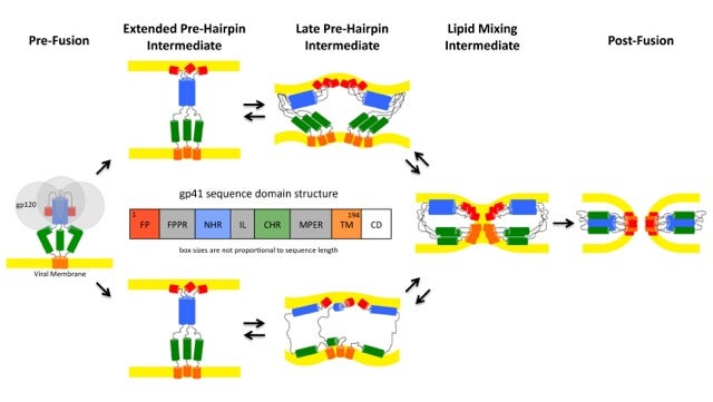 Pathways of conformational intermediates in HIV gp41-mediated membrane fusion