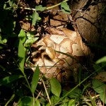 Copperhead by a tree stump