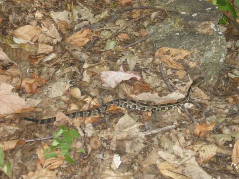 timber rattlesnake on the ground