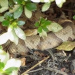 Copperhead camouflage