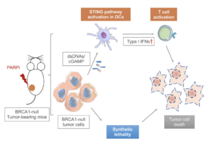 PARP-Inhibition-Elicits-STING-Dependent-Antitumor Immunity in Brca1 Deficient Ovarian Cancer