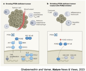 PI3Kβ controls immune evasion in PTEN deficient breast tumours