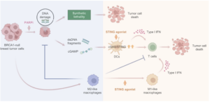 STING Agonism Reprograms Tumor associated Macrophages and Overcomes Resistance to PARP inhibition in BRCA1 deficient Models of Breast Cancer