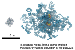 Targeting Oncogenic KRAS with Molecular Brush Conjugated Antisense Oligonucleotides