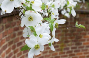 Flowers cascading over wall on UVA Grounds