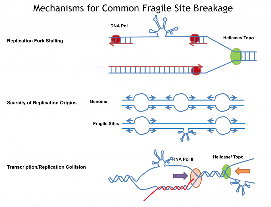 Diagram showing mechanisms for common fragile site breakage. Includes figures for replication fork stalling, scarcity of replication origins, and transcription/replication collision.