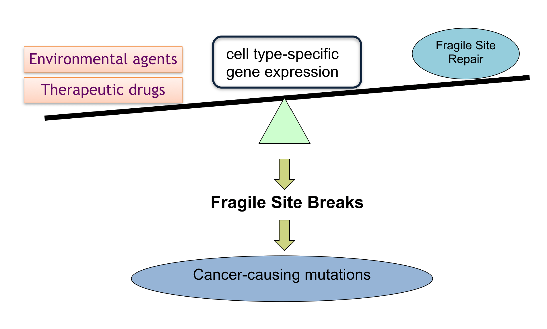 Diagram showing the balance between the impact of environmental agents and therapeutic drugs abd fragile site repair with cell type-specific gene expression in the center. All of this contributing to the fragile site breaks and potential cancer-causing mutations.