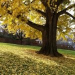 A pretty picture of yellow flowers falling from a tree on uva campus